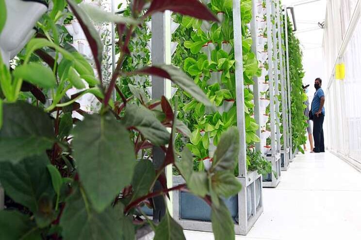 Young entrepreneurs thriving on aquaponic farming