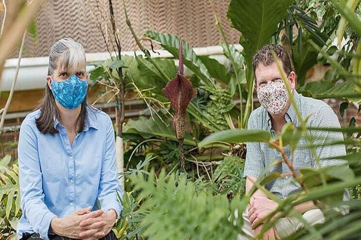 Rare, pungent flower blooms in greenhouse