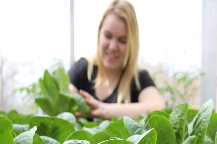 Greenhouses can grow lettuce and generate solar power