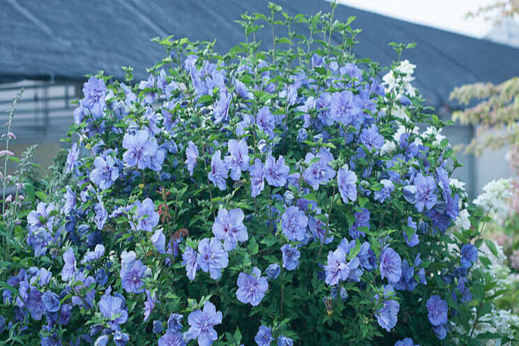 Pretty & Powerful: Hardy Hibiscus