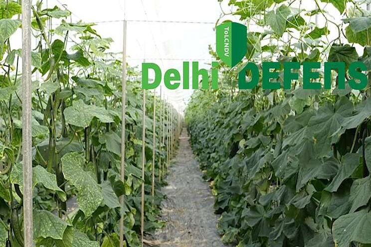 'New Delhi'-resistant cucumber varieties