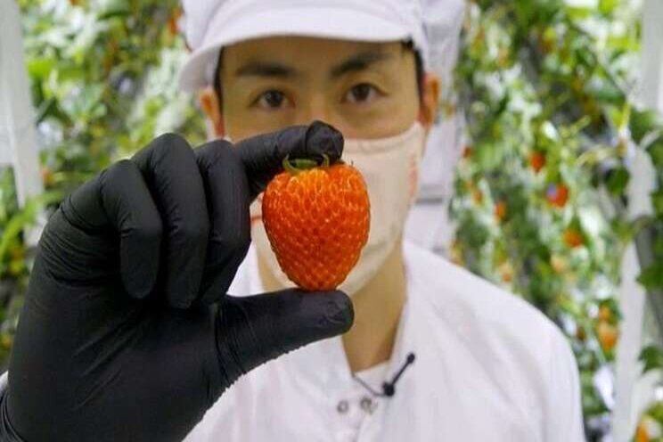 Why the 'Tesla of strawberries' cost $5 Each