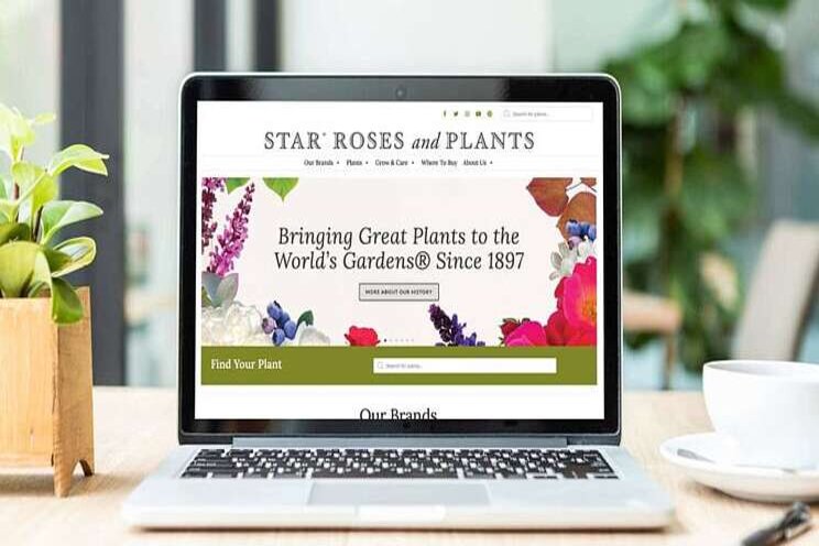 Star Roses and Plants debuts redesigned website