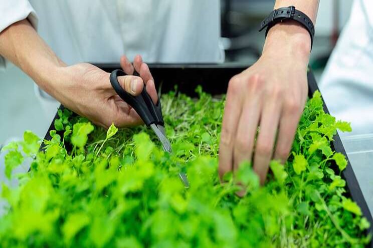 Food pantry to grow hydroponic and aquaponic vegetables