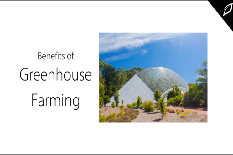 Benefits of greenhouse farming