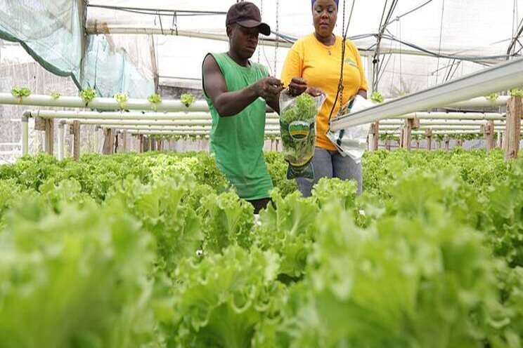 Tanzanian woman pioneers in hydroponic farming