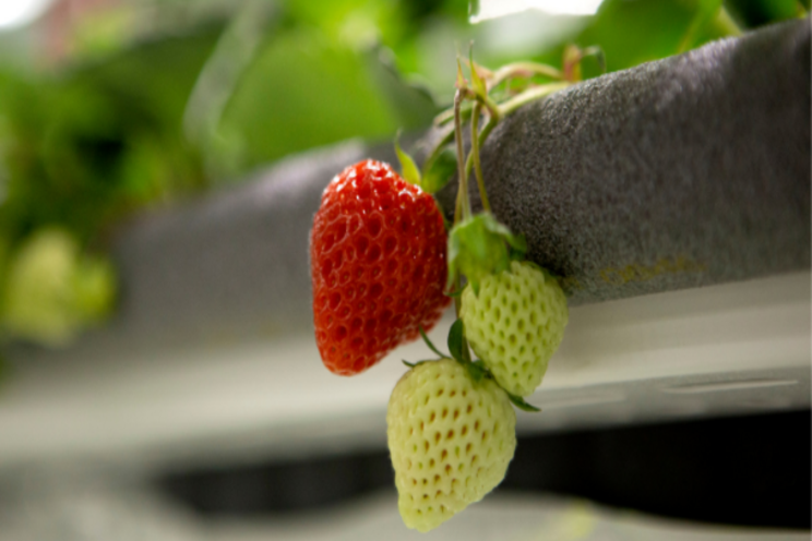 Vertical farming startup raises $50m in Series A funding