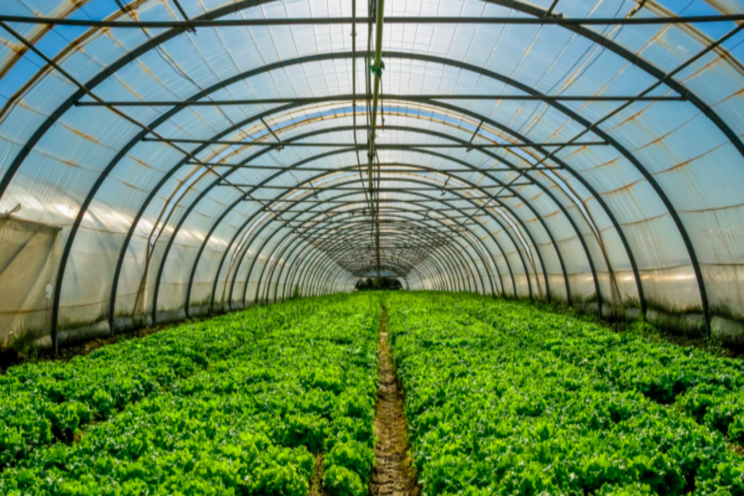 Transparent solar cells don't steal light from greenhouse crops