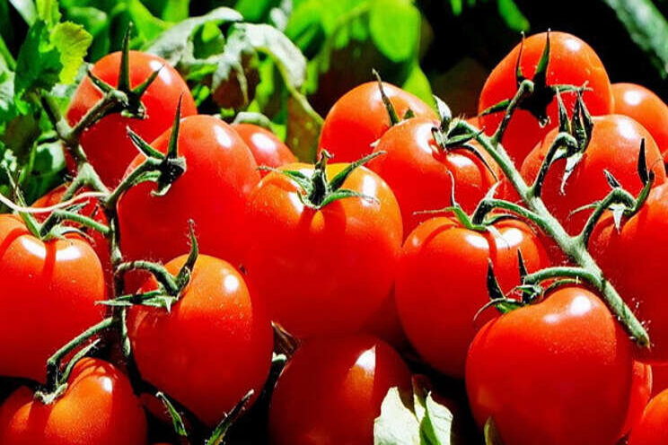 Rosselkhoznadzor allows the import of tomatoes into Russia