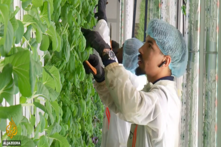 Leo Marcelis at Al Jazeera on vertical farming