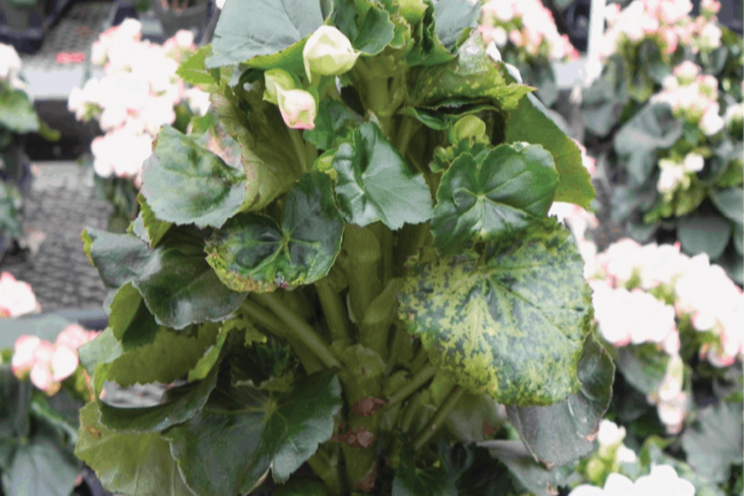 Spring disease alert: Tobacco mosaic virus