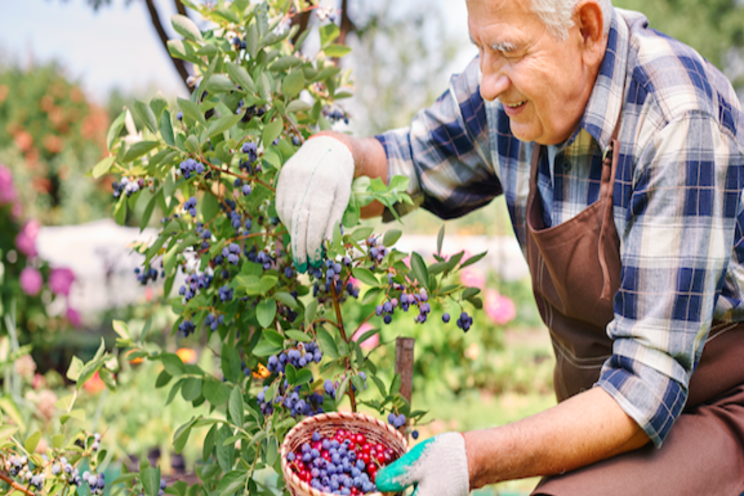 HPNow boosts Huelva blueberries in Spain