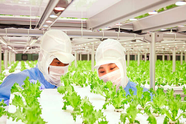 High-efficiency production of veggies