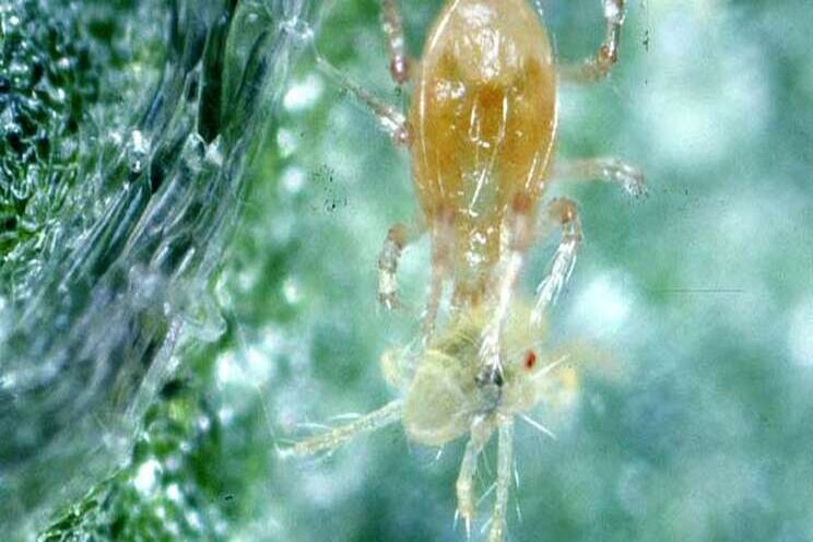 How to prevent hemp mites from entering your greenhouse