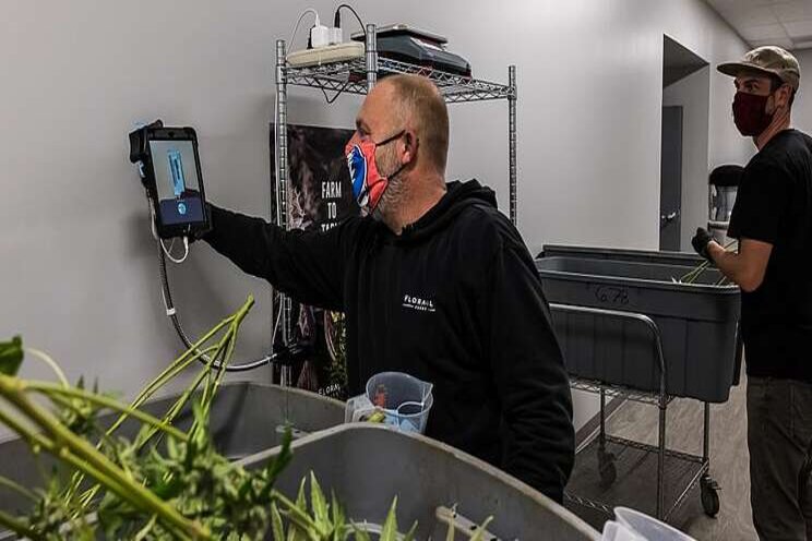 New touchless cannabis harvesting system now available