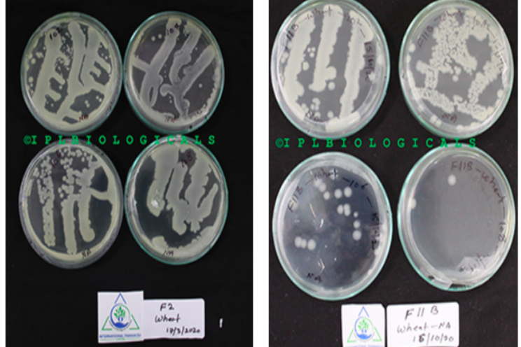 New horizons in seed coating solutions