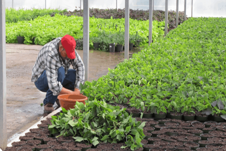 Rooting out disease in the greenhouse