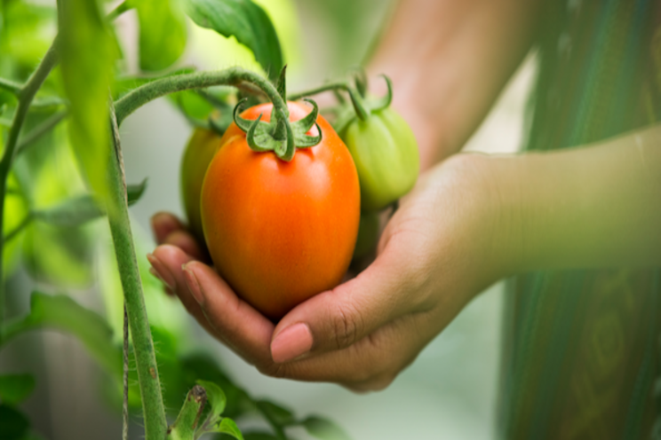 New organic weed-killer for greenhouse crops