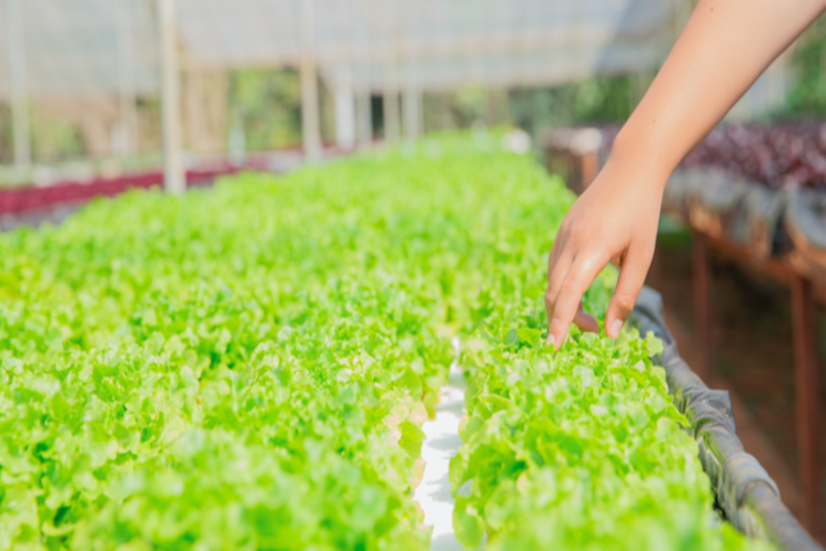 New organic lettuce nutrient source