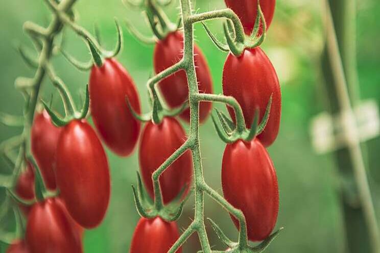 New bite-sized greenhouse tomato