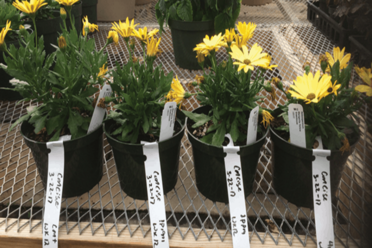 The latest on plant growth regulators