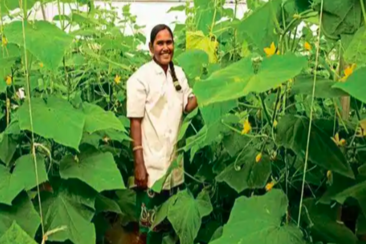 A greenhouse in a box for small farmers