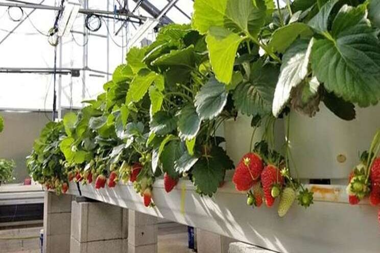 Ohio State hosting virtual soilless strawberry school