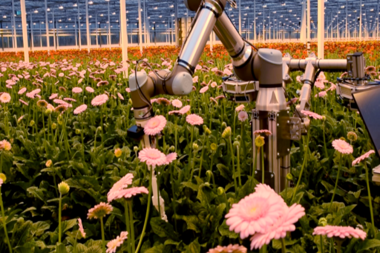 Gripper searches for the right place to harvest gerbera