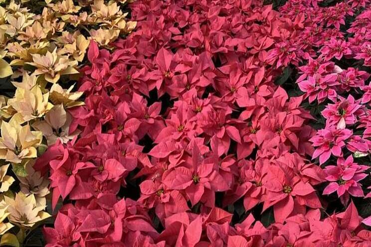 Poinsettia trials provide memorable additions