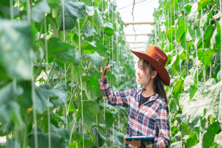 Tips on producing a better greenhouse cucumber