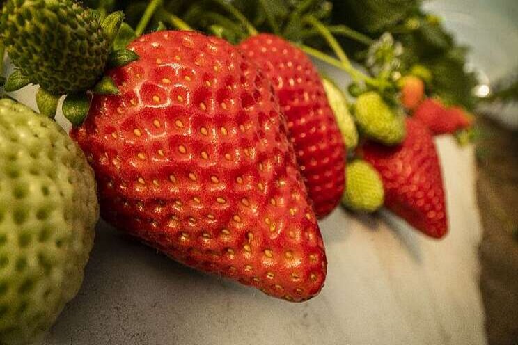 Two new strawberry varieties released