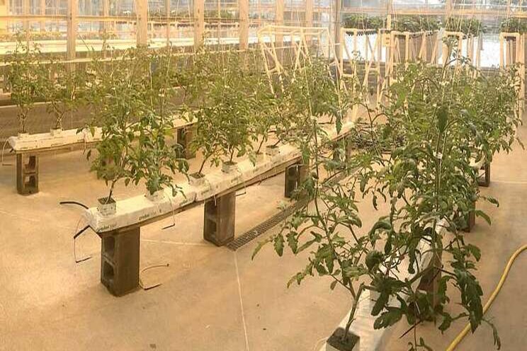 Learn the basics of greenhouse tomato crop steering