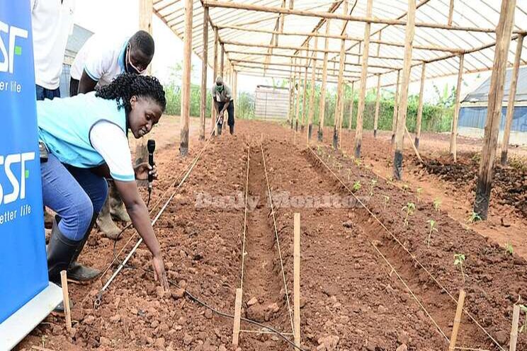 Greenhouse: A must-have for commercial vegetable growing