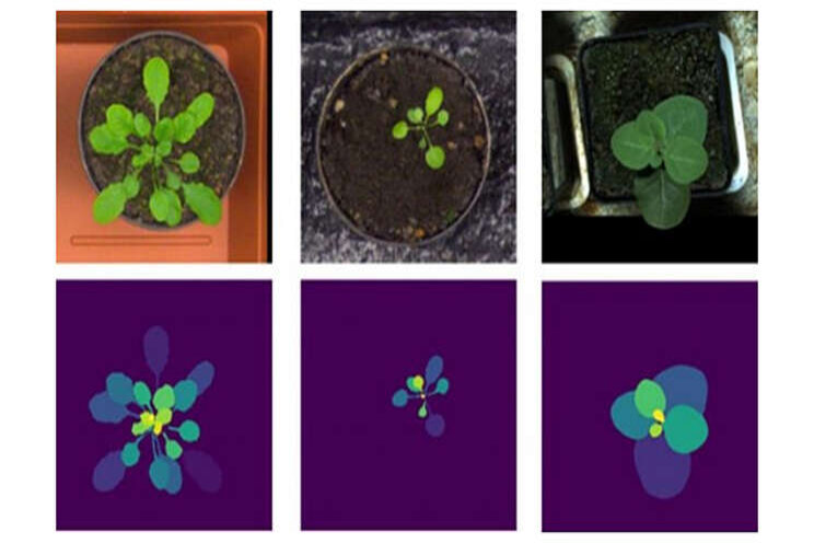 AI method to predict water, heat stress in crops