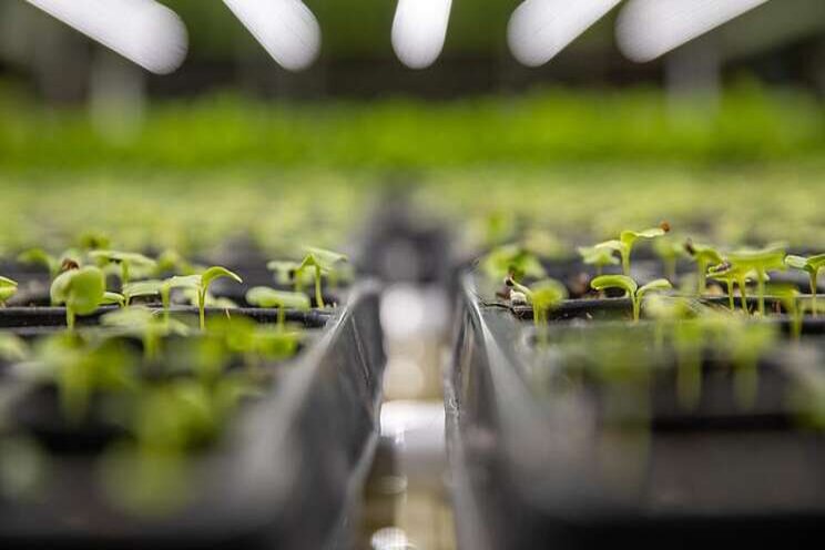 The indoor farms disrupting the produce industry