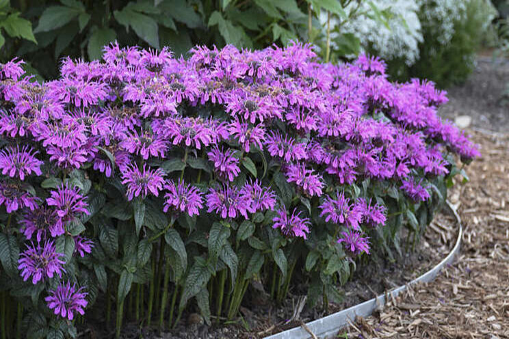 Make way for Monarda