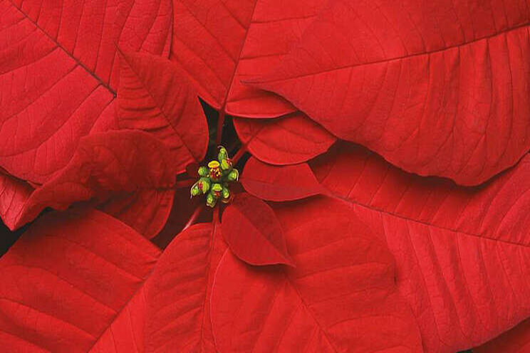 Selecta One releases 2021 poinsettia catalogue