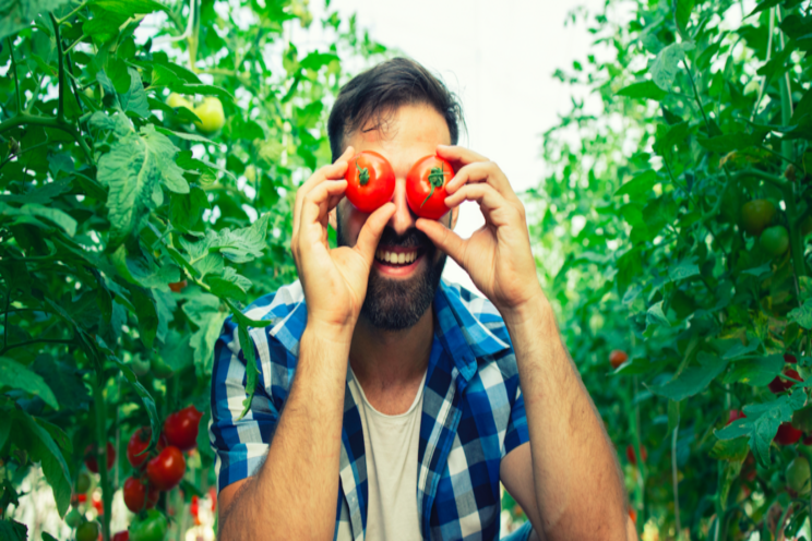 New sensor tech to boost tomato yield