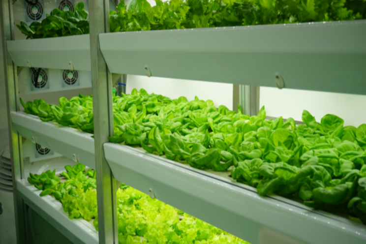 The carbon footprint of vertical farming and traditional farming