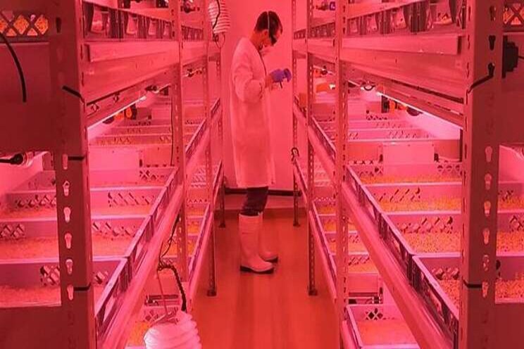 Developing and improving productivity in vertical farms