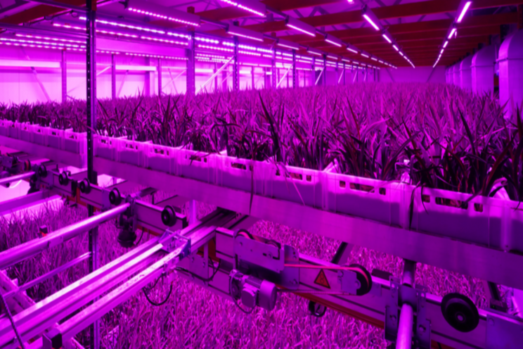 The largest vertical farm in one of the smallest countries