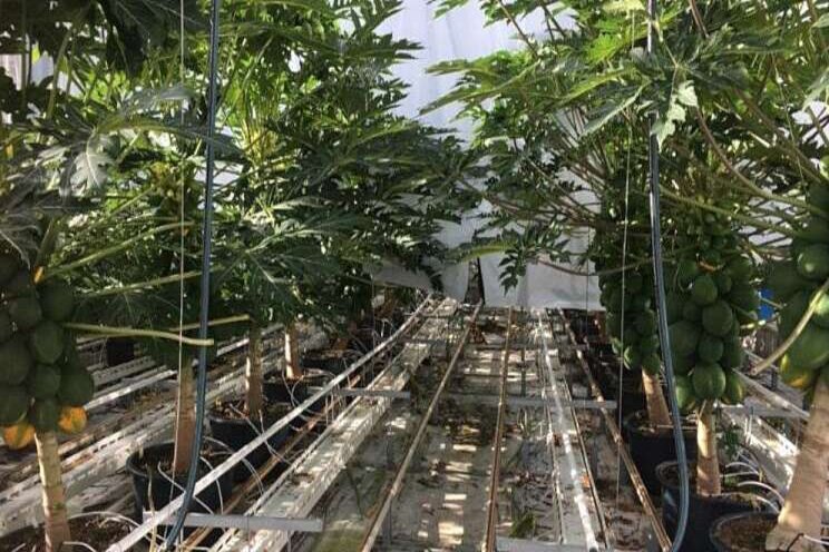 Papaya cultivation appears to be promising for Dutch growers