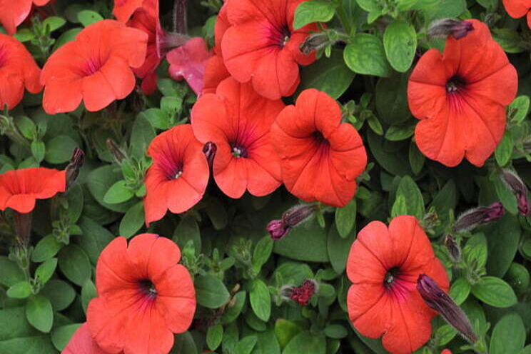 USDA approves sale of orange petunias