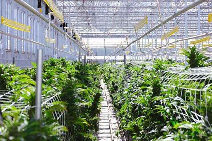 How Two Cannabis Growers Are Building For The Future - Hortimedia