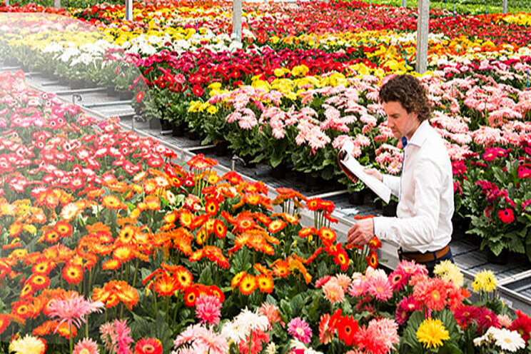 New collaboration on pot gerbera breeding