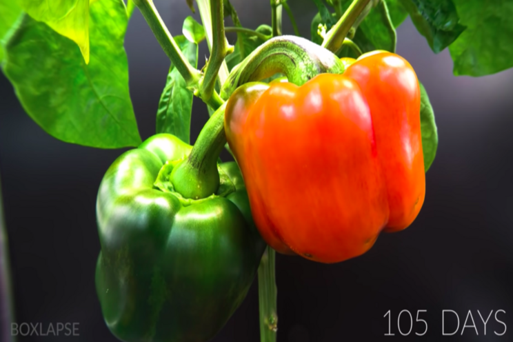 Time lapse growing red bell peppers -like a miracle