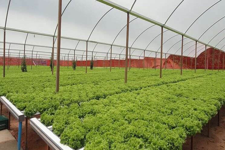 Greenhouse development in Fars Province on agenda