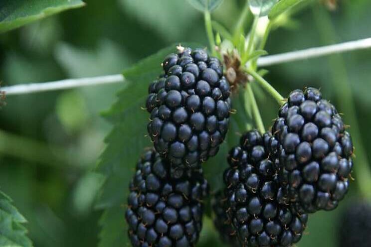 Growing blackberries more energy-efficient with LED lighting