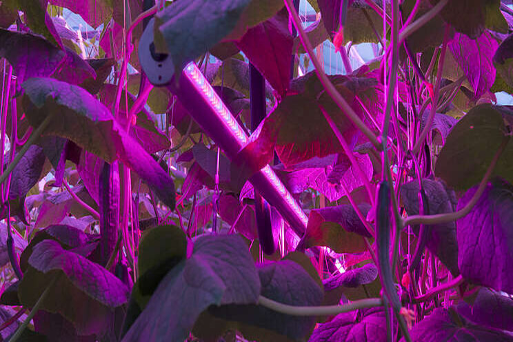 Albuna Farms sets up LED interlighting for cucumber crop