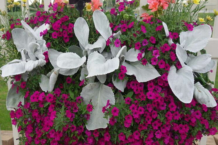 Novelty window box planters